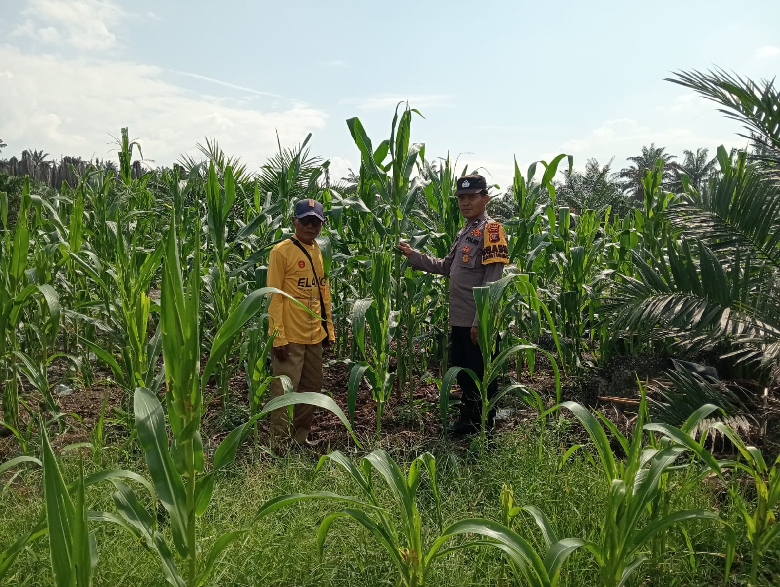 Polsek Ukui Monitoring Jagung Pipil 2 Ha, Untuk Merperkuat Ketahanan Pangan