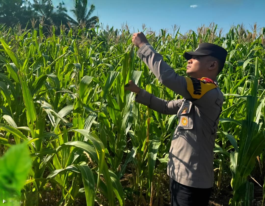 10 Hektar Jagung Pipil KUD Sialang Makmur Tumbuh Sehat, Polsek Pkl Kuras Kawal Ketahanan Pangan