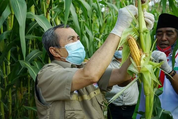 Gubri Hadiri Panen Perdana Kebun Jagung Kelompok Tani Santri Indonesia