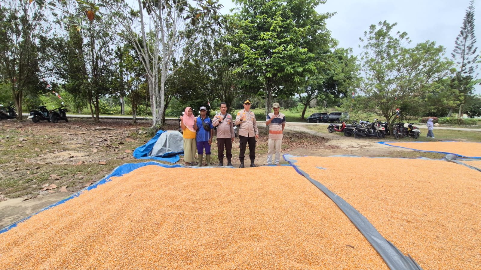 Kapolsek Kuras Tinjau Langsung Pemipilan Jagung, Hasil Panen 3,9 Ton Dari Lahan 10 Ha Sialang Indah