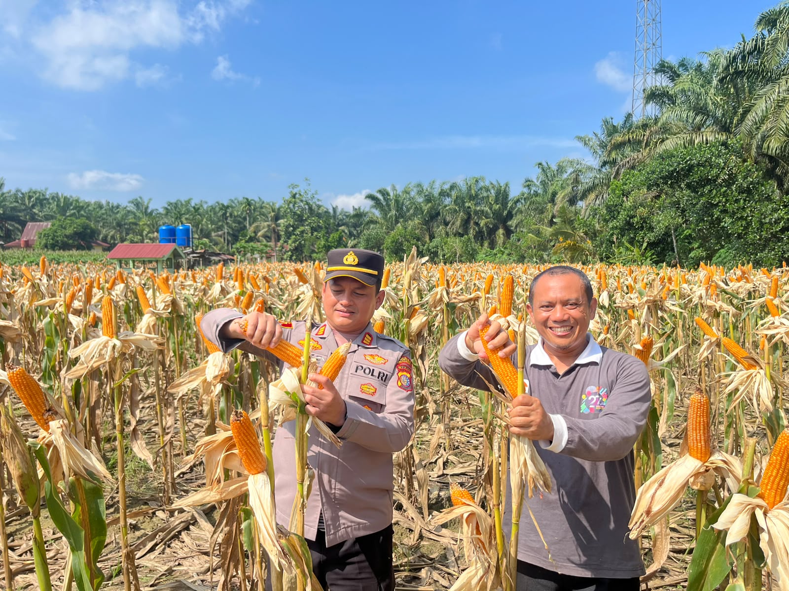 Polsek Ukui Panen Raya Jagung Serentak Kuartal II Di Desa Bukit Gajah