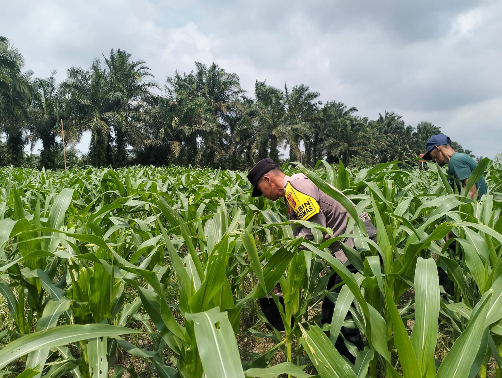 Pertumbuhan Jagung 3 Ha Jagung Hibrida NK 6172 Km 55, Dalam Mendukung Ketahanan Pangan Pkl Kerinci Tumbuh Subur
