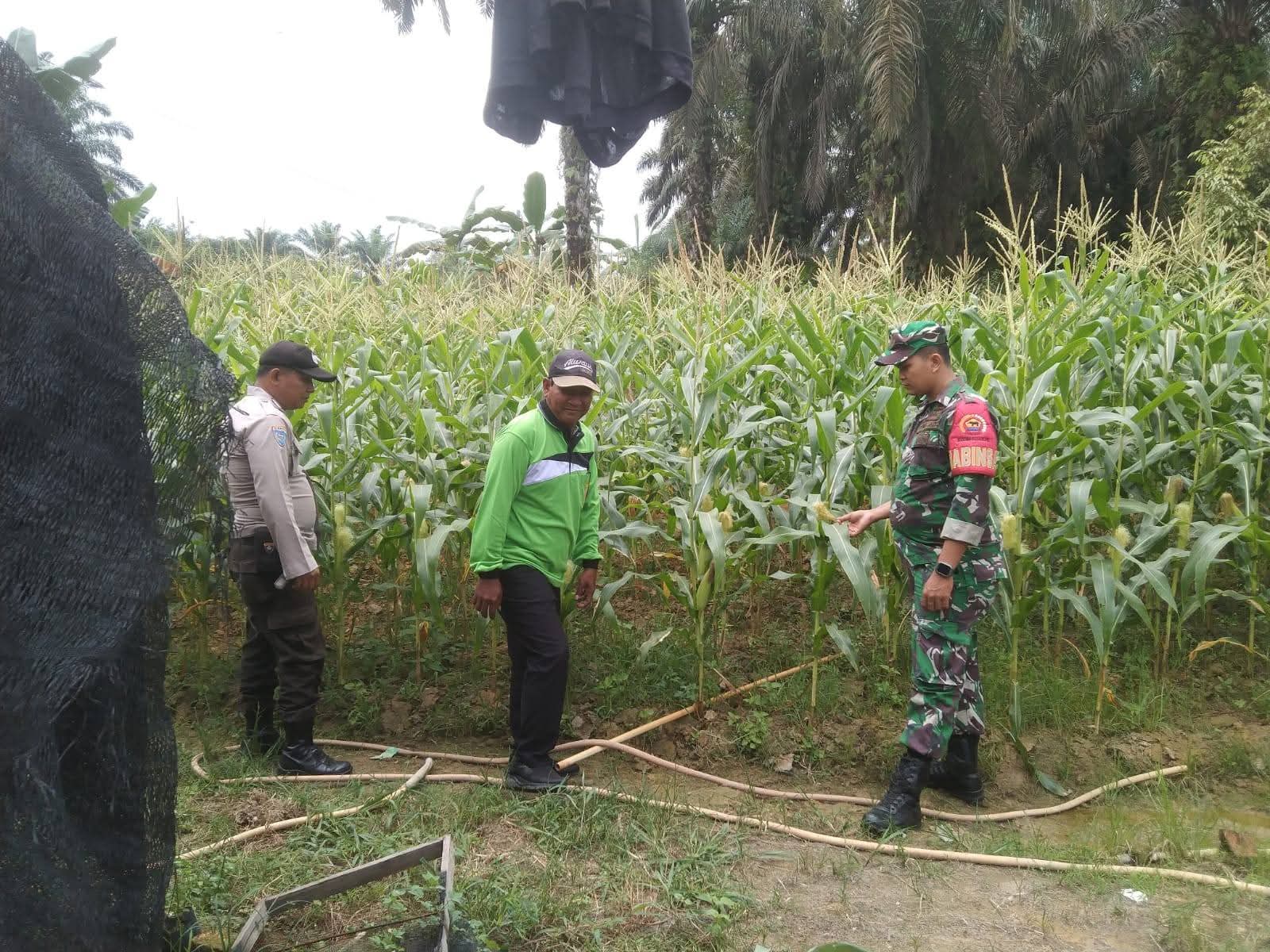 Sinergi TNI-Polri, Bhabin dan Babinsa Tinjau Lahan Jagung Pipil Ketahanan Pangan di Desa Air Emas Ukui