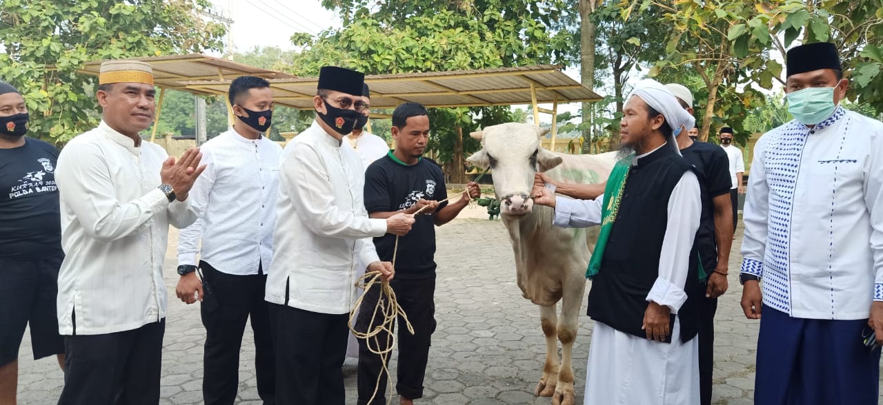Polda Banten Qurban Puluhan Ekor Sapi Dengan Protokol Kesehatan Dan Bagikan Untuk Masyarakat