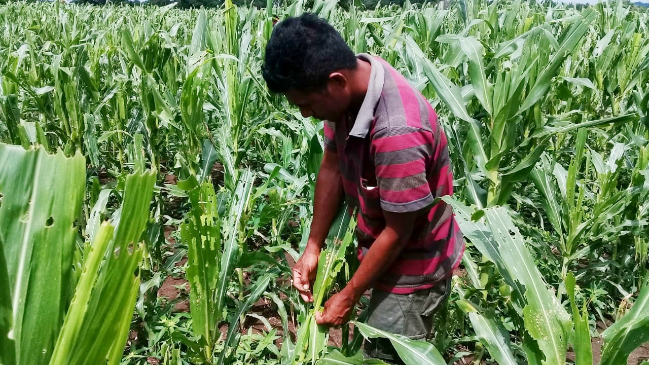 Tanaman Diserang Ulat, Aloysius Gheda Kaka Petani Jagung Terancam Gagal Panen