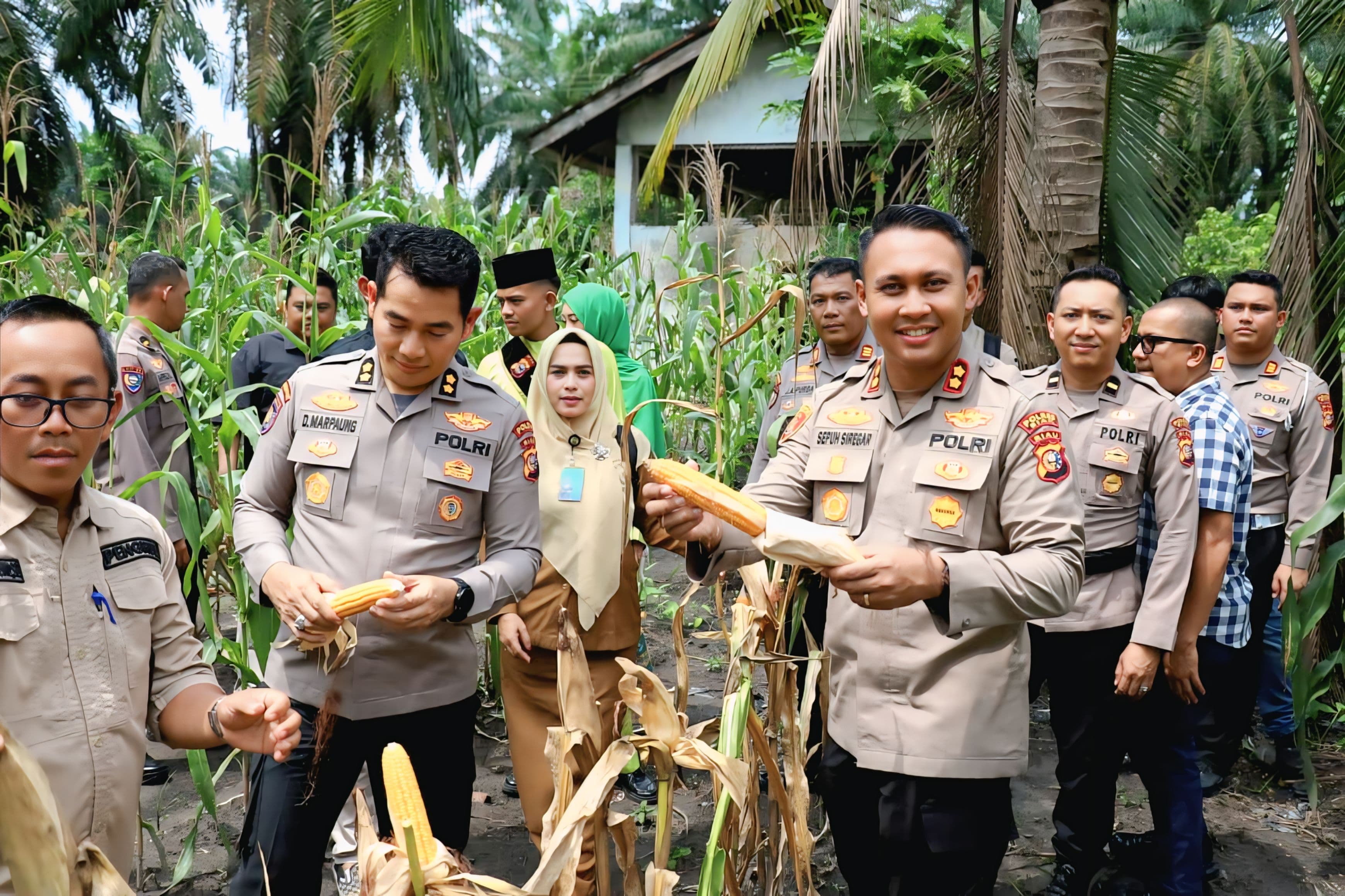 Dukung Ketahanan Pangan Wadir Binmas Polda Riau dan Kapolres Siak Ikut Panen Jagung Di Empang Pandan