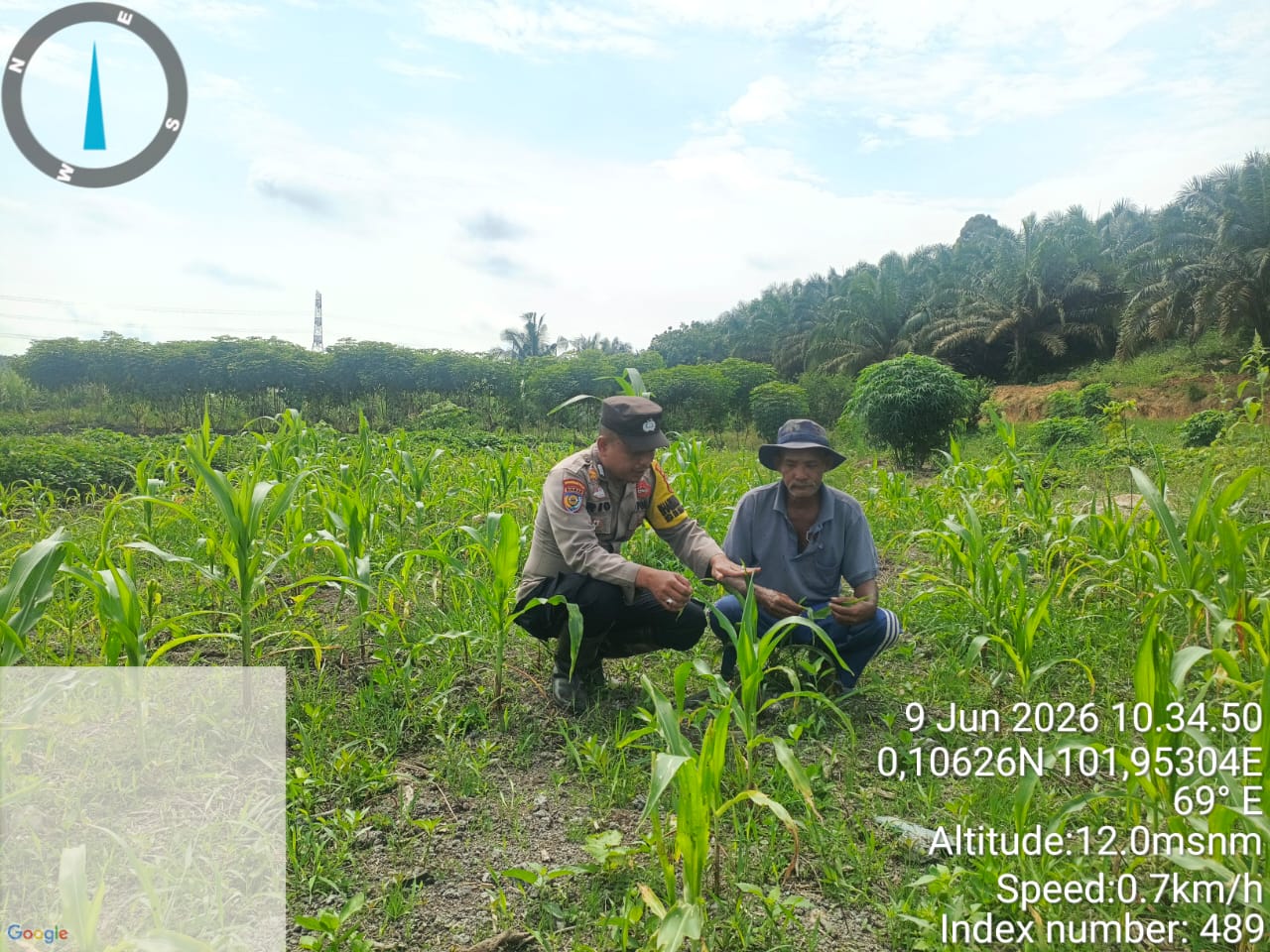 Polsek Pkl. Kuras Tinjau Perkembangan Lahan Jagung 4 Ha Program Ketahanan Pangan di Desa Betung