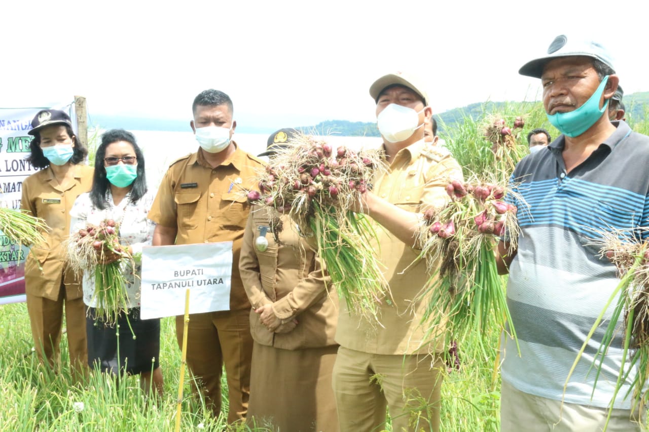 Luar Biasa, Bupati Taput Panen Perdana Penangkar Benih Bawang Merah Dengan Hasil 25 Ton/Hektar