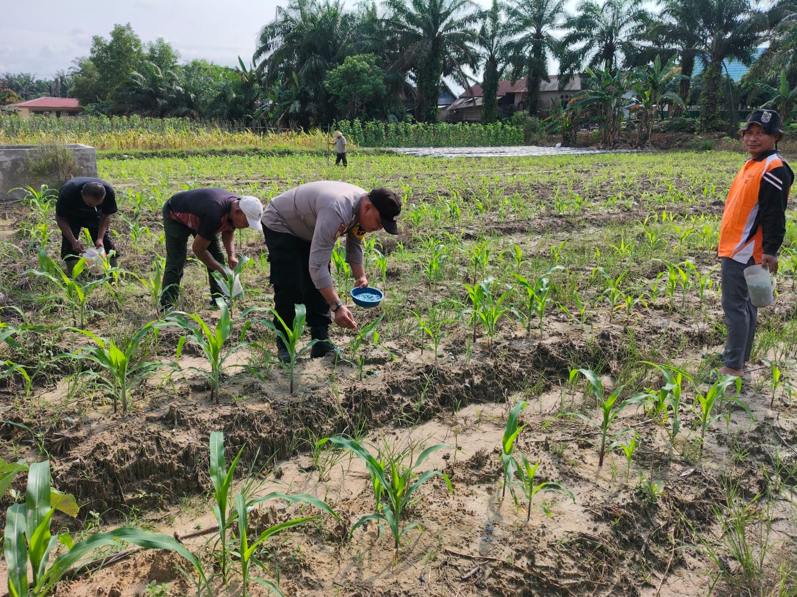 Polsek Ukui lakukan pendampingan  kekebun, Pupuk Jagung Bukit Gajah Untuk Ketahanan Pangan Ukui