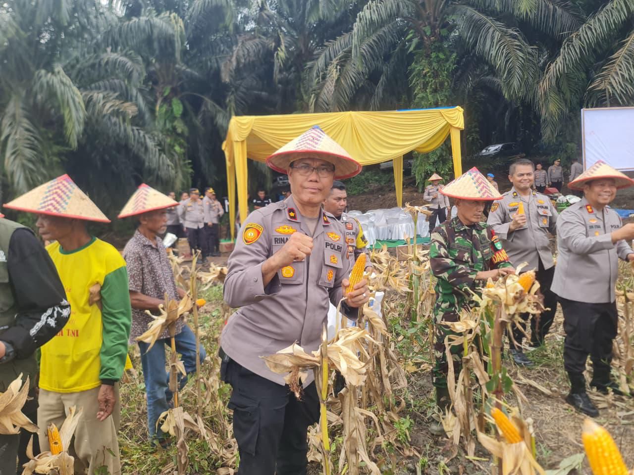 Panen Raya Jagung Serentak Kuartal II Tahun 2026 Mendukung Ketahanan Pangan