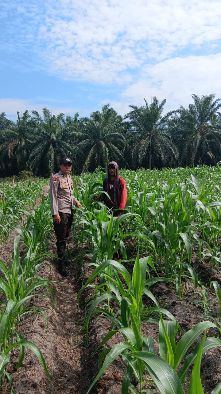 3 Hektare Jagung Pipil Kelompok Tani Maju Bersama Air Hitam Tumbuh Subur, Bhabin Ukui Kawal Ketahanan Pangan