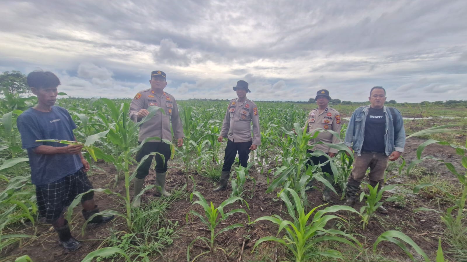Polsek Kuala Kampar Kawal 15 Ha Jagung Pipil Di Sungai Solok dalam rangka Swasembada Pangan