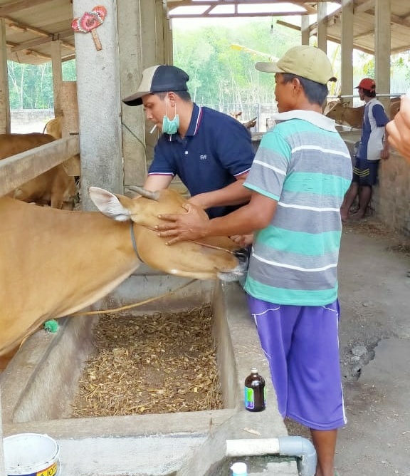 Disnak Tubaba Adakan Vaksinasi Jembarana Gratis, Kepada Peternak Sapi