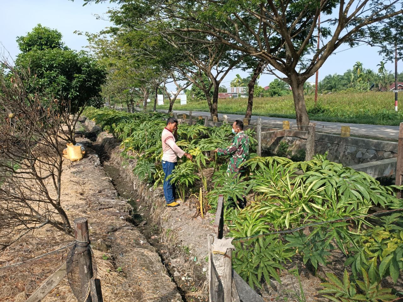 Babinsa Kodim 0301/PBR Laksanakan Komsos Pendampingan Petani Tanaman Porang