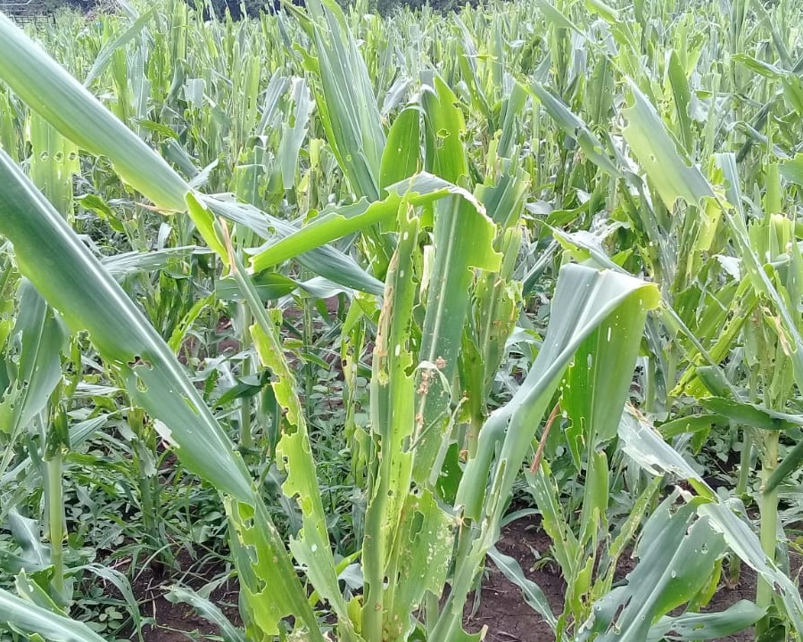 Tanaman Diserang Ulat, Aloysius Gheda Kaka Petani Jagung Terancam Gagal Panen