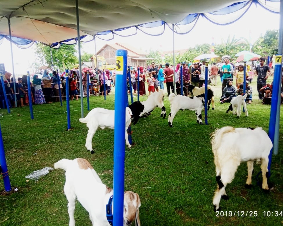 Dinas Pertanian dan Pangan Kendal bersama Perkanas Gelar Kontes Kambing