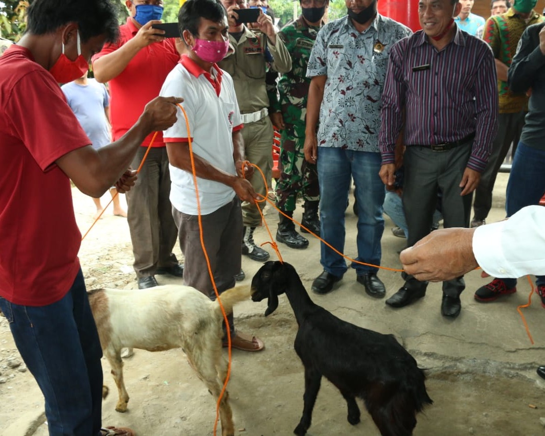 Bupati Taput Serahkan Bantuan Ternak Kambing di Desa Pantis Kecamatan Pahae Julu