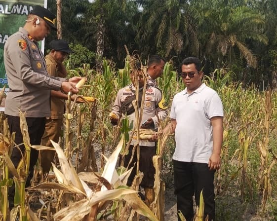 Panen Jagung Quartal II Hasilkan 750 Kg, Polsek Kerumutan Dukung Ketahanan Pangan Di Desa Banjar Panjang