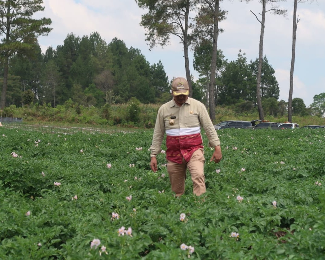 Bupati Taput Panen Perdana Kentang di Lahan Masyarakat Silando Muara Seluas 2,5 Ha