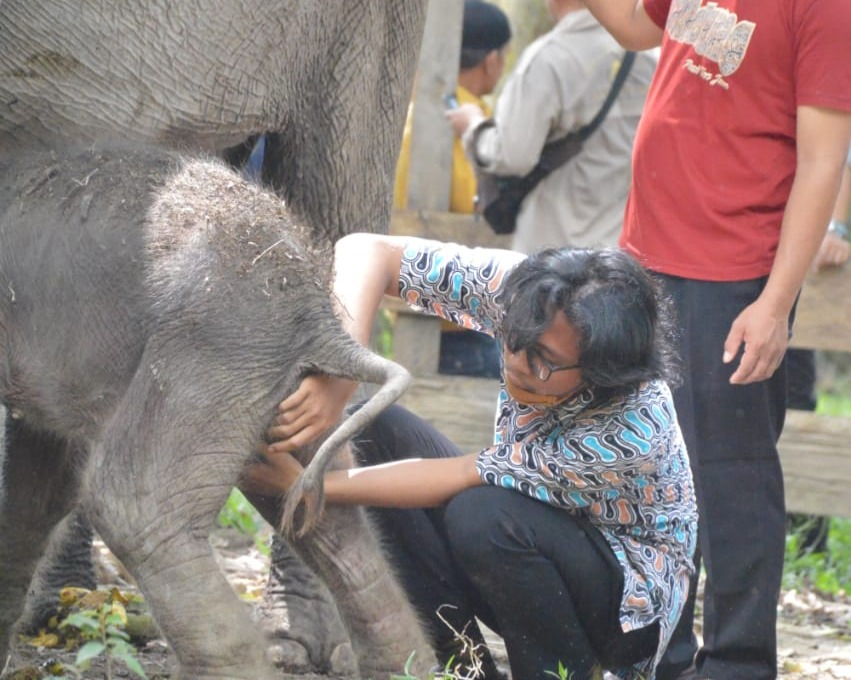 Kelahiran Anak Gajah Jantan di Taman Wisata Alam Buluh Cina