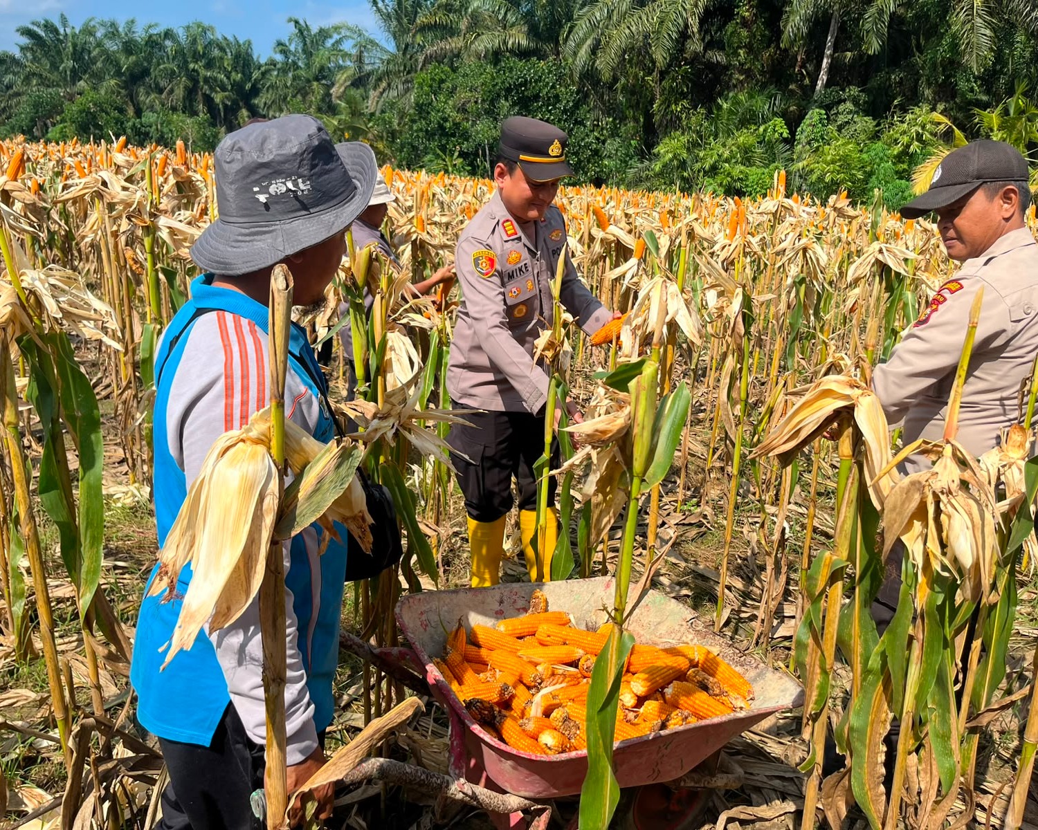Polsek Ukui Panen Raya Jagung Serentak Kuartal II Di Desa Bukit Gajah