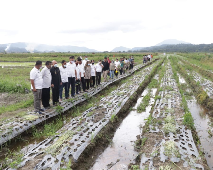 Bupati Taput Panen Perdana Bawang Merah di Desa Simanungkalit Kecamatan Sipoholon
