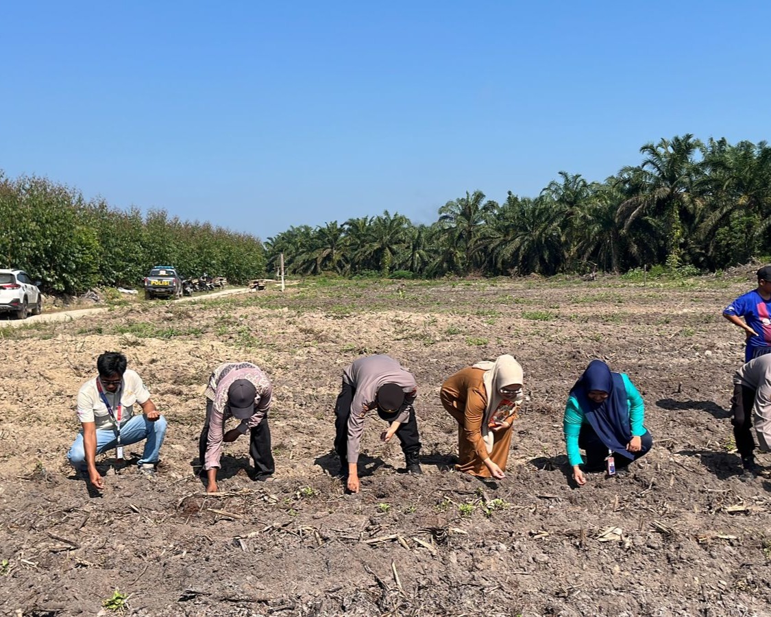 Polsek Ukui dan PT RAPP Tanam Jagung Hibrida 3 Hektar Di Air Hitam, Dukung Swasembada Pangan Nasional