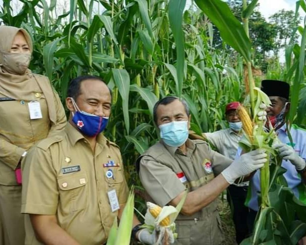 Gubri Hadiri Panen Perdana Kebun Jagung Kelompok Tani Santri Indonesia