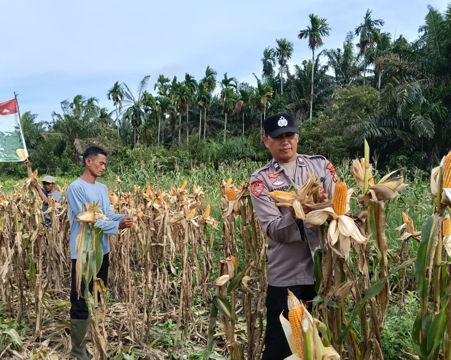 Panen Pertama Ketahanan Pangan Polsek Bandar Sei Kijang Dampingi Jagung Pipil PT. CDSL