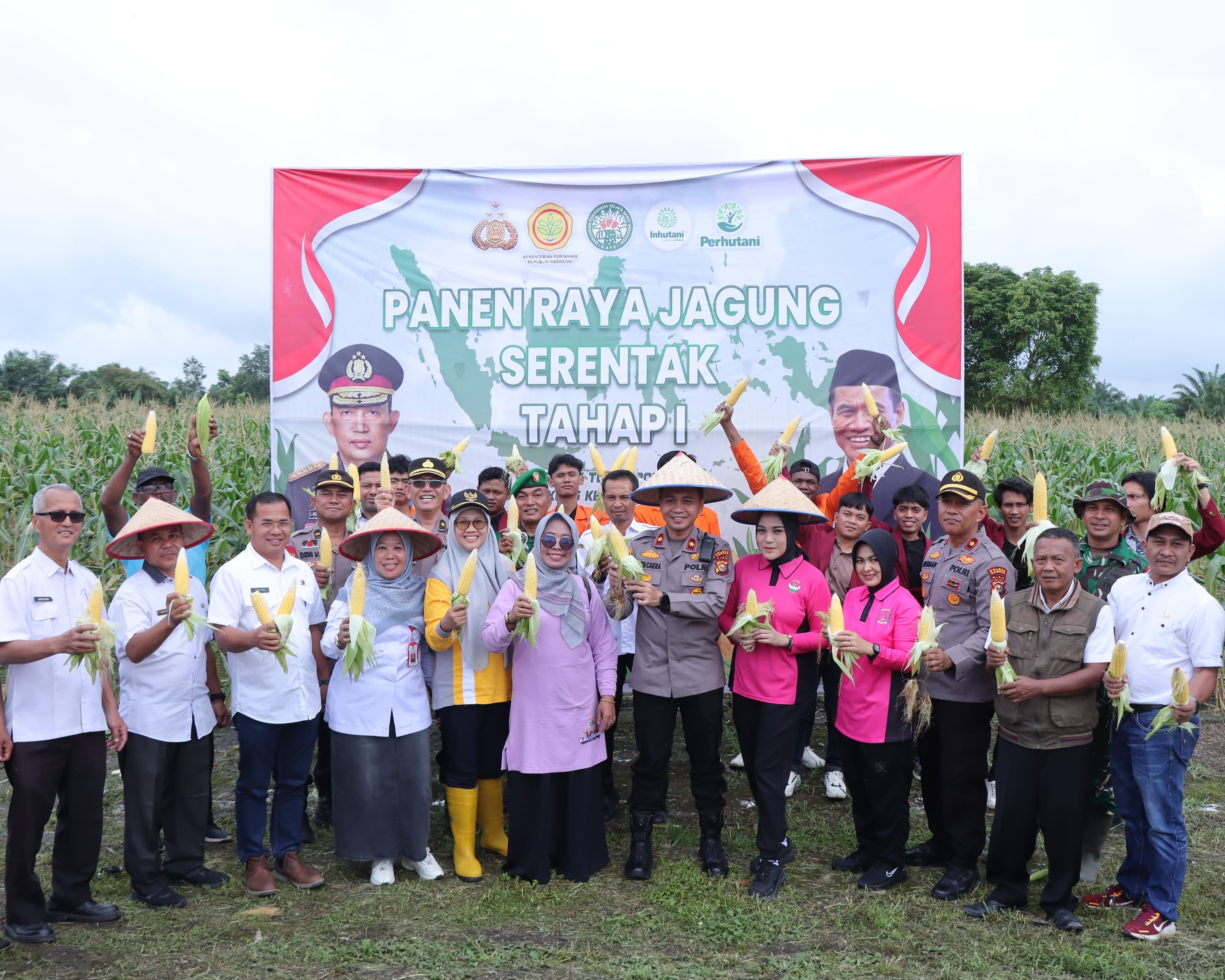 Polres Kampar Sukses Panen Raya Jagung Tahap Pertama, Wujudkan Sinergi dan Dukung Ketahanan Pangan Nasional