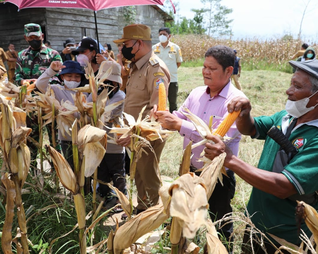 Bupati Taput Hadiri Panen Perdana Jagung Poktan Mandiri Sejahtera Desa Pariksabungan