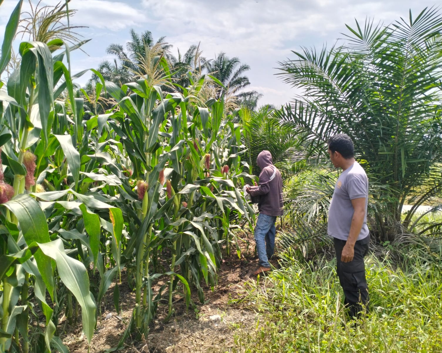 Pemupukan Kedua Jagung Pipil KUD Sialang Makmur, Polri Kuatkan Ketahanan Pangan Pelalawan