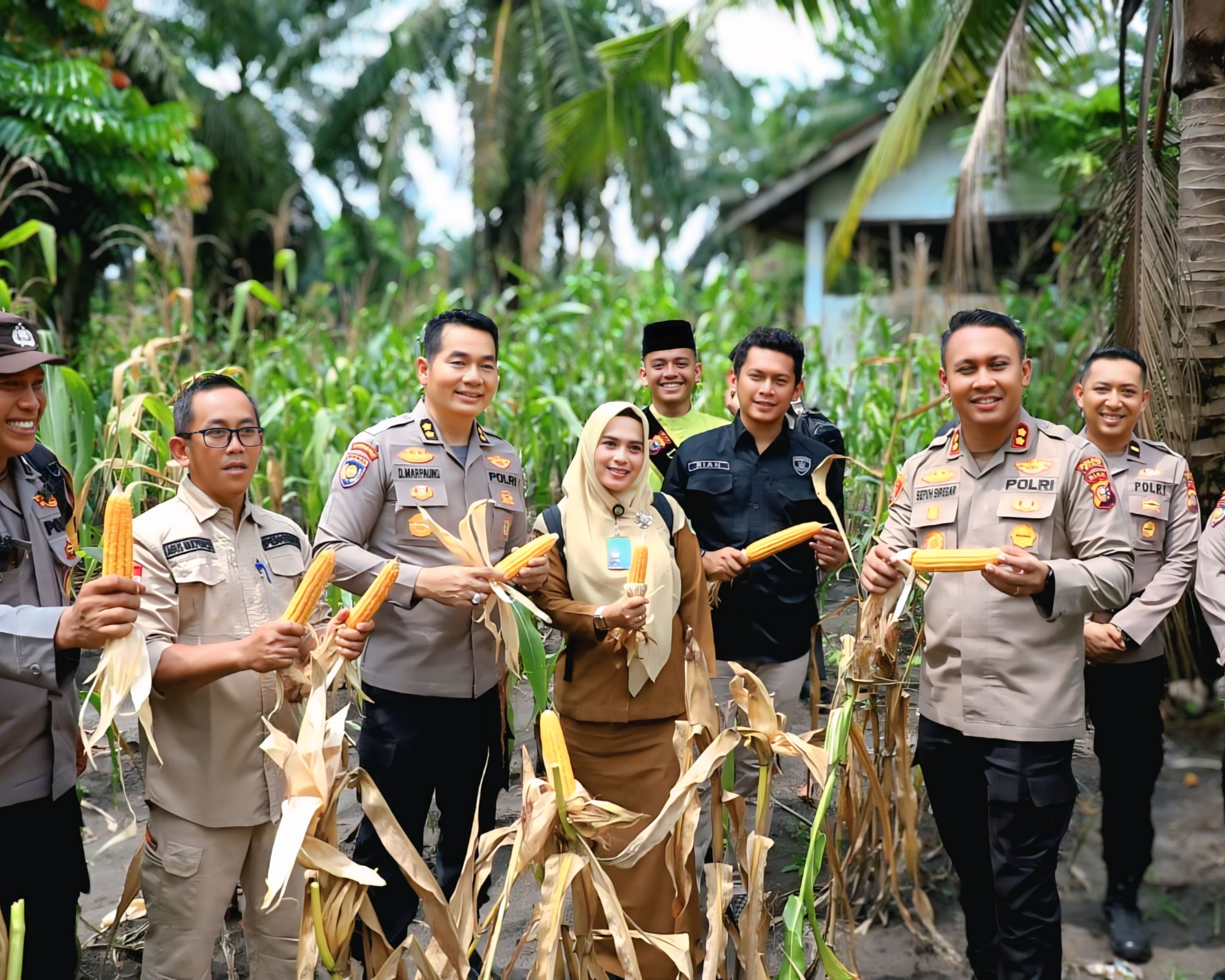 Dukung Ketahanan Pangan Wadir Binmas Polda Riau dan Kapolres Siak Ikut Panen Jagung Di Empang Pandan