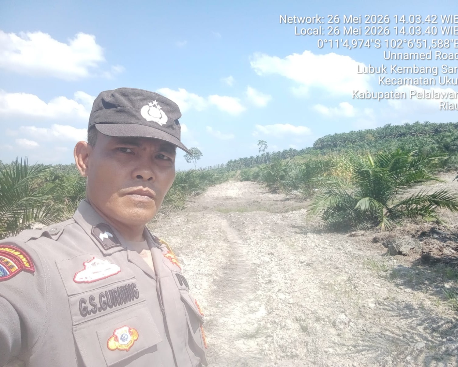 Polsek Ukui Monitoring Jagung 2 Hektar Di Lubuk Kembang Sari, Tunas Muda Tumbuh Subur
