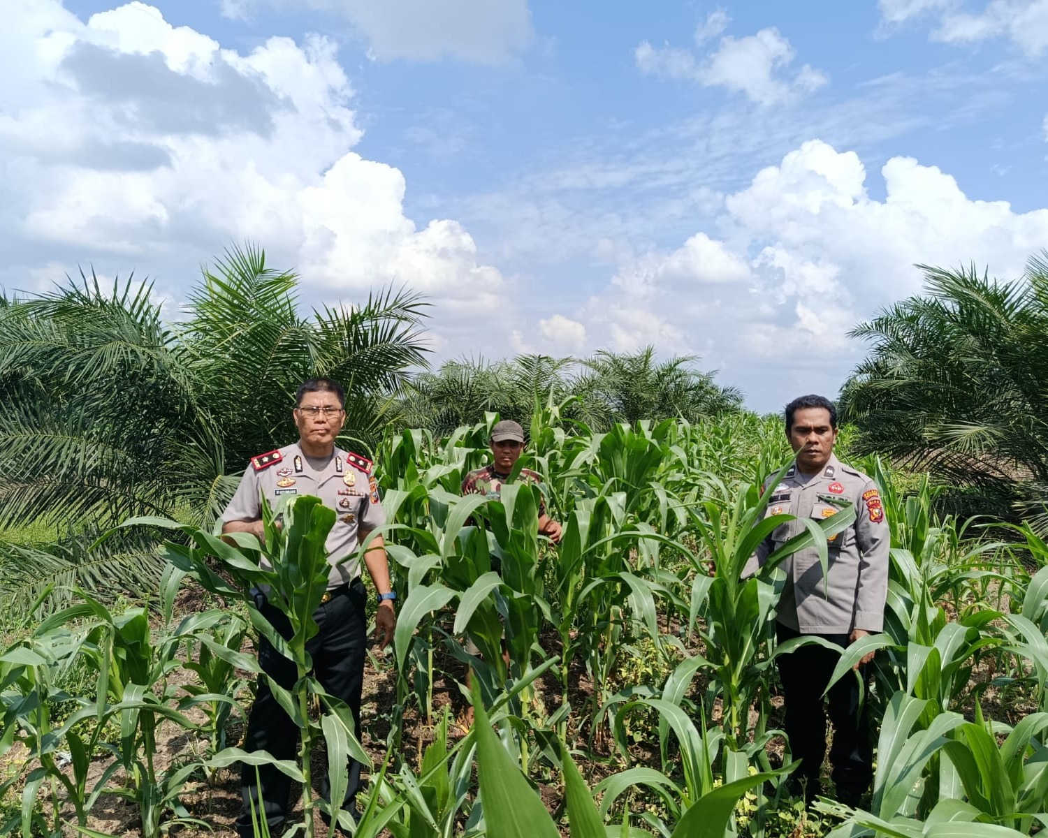 Kapolsek Pkl Kuras Cek Progres Jagung  Pipil 12 Ha Di KUD Sialang Makmur,  Dalam Program Ketahanan Pangan
