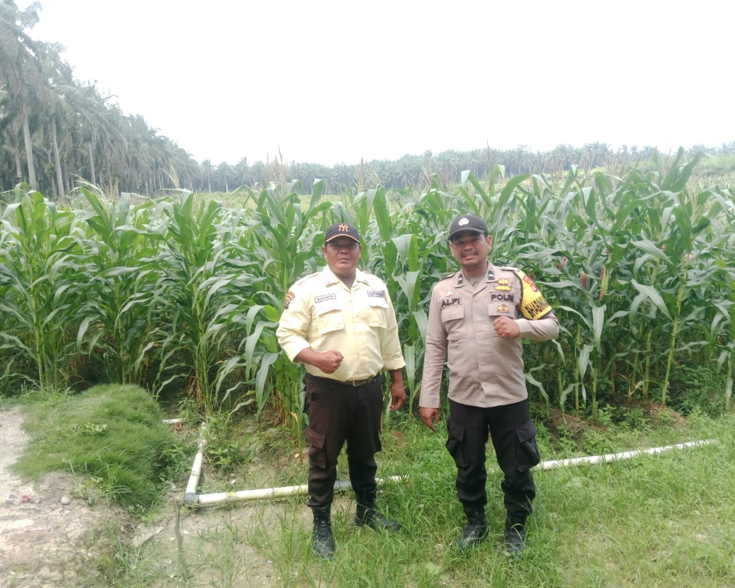 Bhabinkamtibmas Polsek Bunut Monitoring Lahan Jagung Pipil PT. Serikat Putra Dukung Ketahanan Pangan di Desa Sialang Kayu Batu
