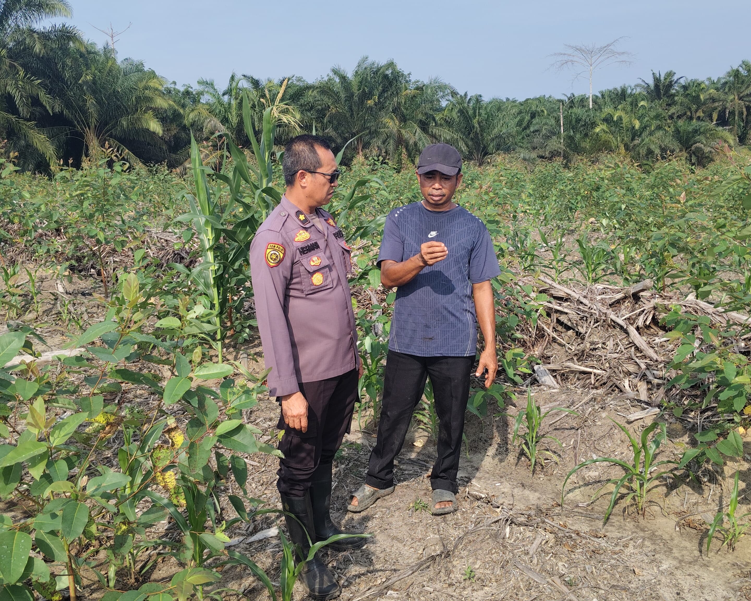 Upayakan Hasil Maksimal, Polres Siak Terus Pantau Perkembangan Lahan Jagung RAPP Sei Mandau
