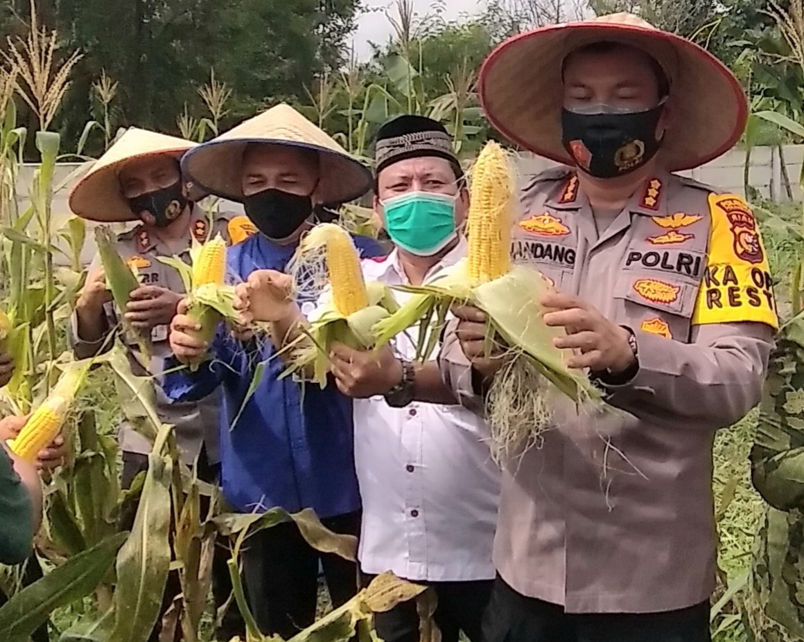 Cicipi Jagung Bakar, Kapolresta Pekanbaru Panen Jagung dan Sayur Mayur di Kampung Tangguh Damai Langgeng