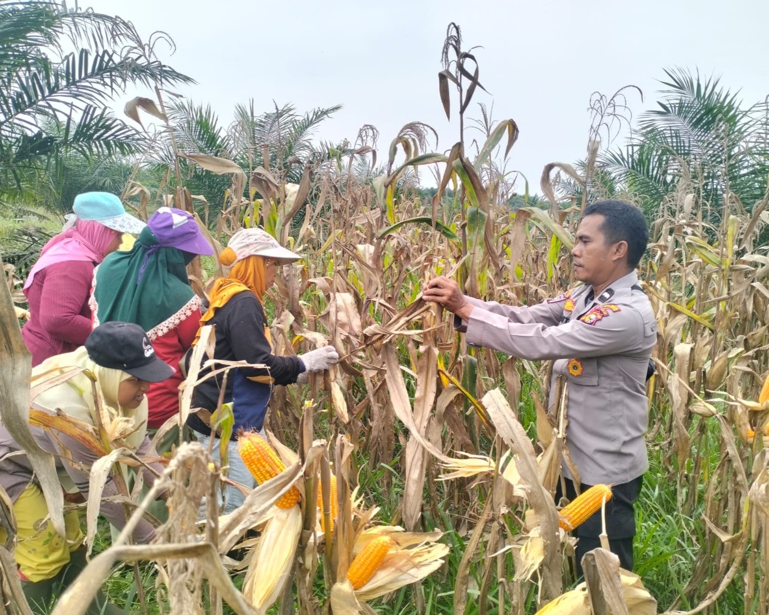 Panen Jagung Pipil Kuartal III, Polres Pelalawan Dukung Ketahanan Pangan Di Sialang Indah