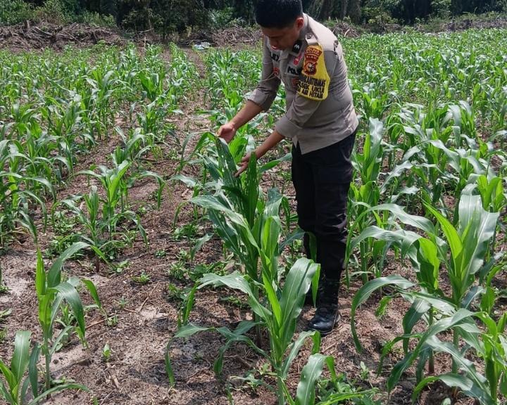 Polsek Ukui Monitoring Lahan Jagung Pipil 3 Hektar di Air Hitam Dukung Ketahanan Pangan Nasional