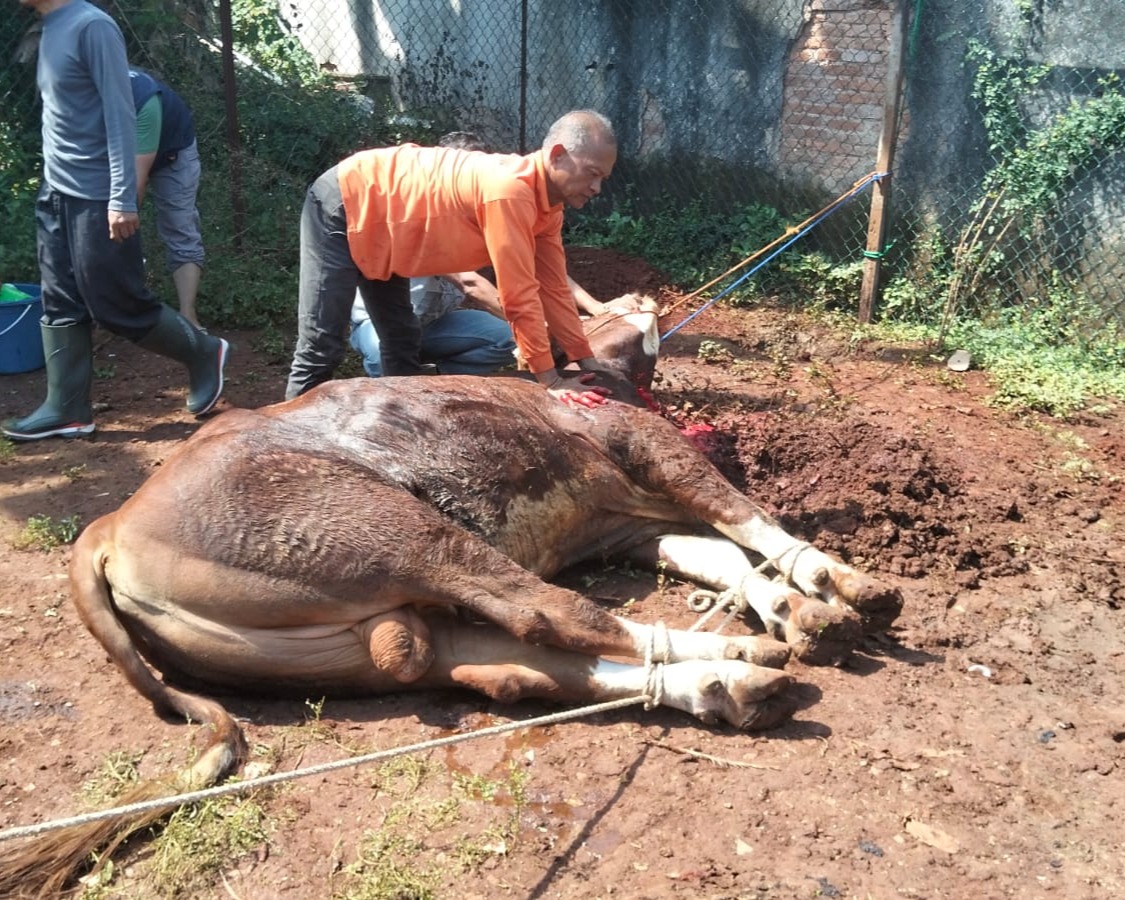 Momentum Idul Adha 1447 H, Pangkodau I Sumbangkan Hewan Qurban
