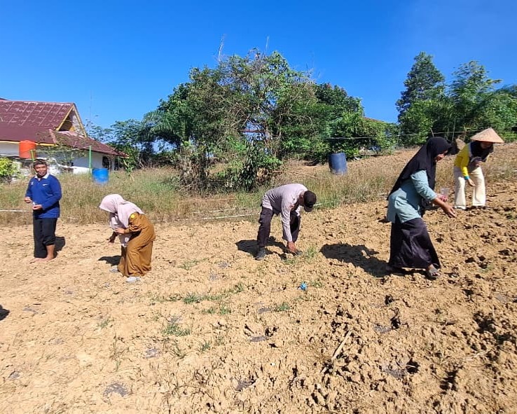 Polsek Pkl Lesung Tanam Jagung 0,5 Hektare Bareng KWT Mulya Subur, Dukung Ketahanan Pangan dari Desa