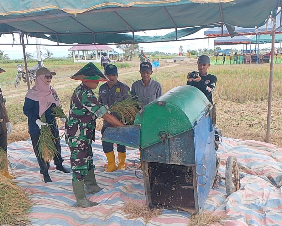 Panen Raya Ratusan Hektar Padi di Desa Rokan Baru Pesisir Kabupaten Rohil, Bukti Nyata Kehadiran TNI Dalam Program Swasembada Pangan