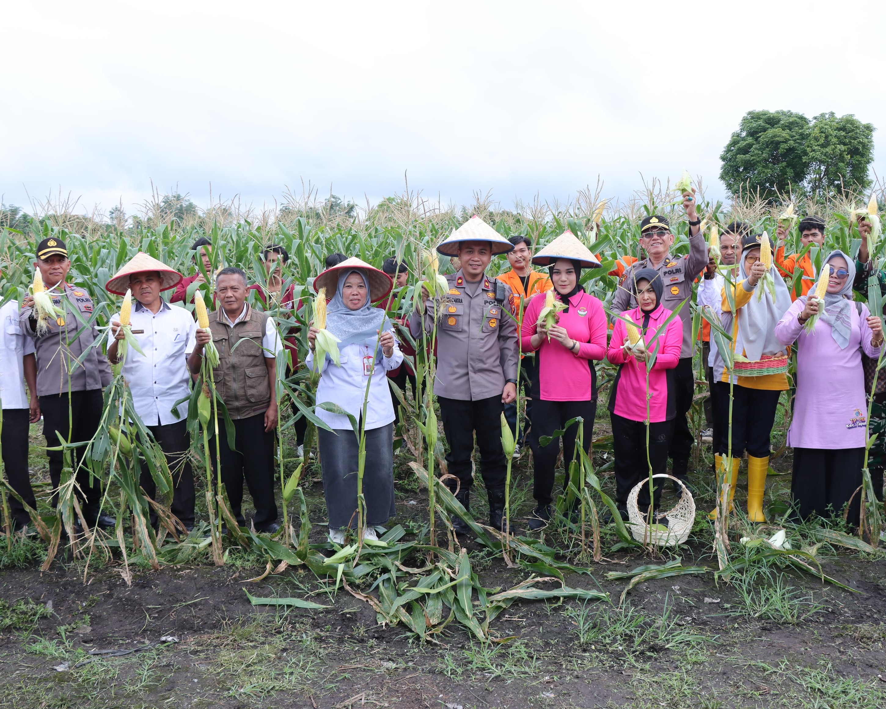 Polres Kampar Sukses Panen Raya Jagung Tahap Pertama, Wujudkan Sinergi dan Dukung Ketahanan Pangan Nasional