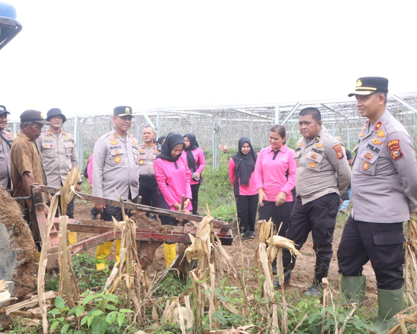Panen Raya Jagung Serentak di Desa Pasir Agung Kabupaten Rohul, Wujud Nyata Swasembada Pangan