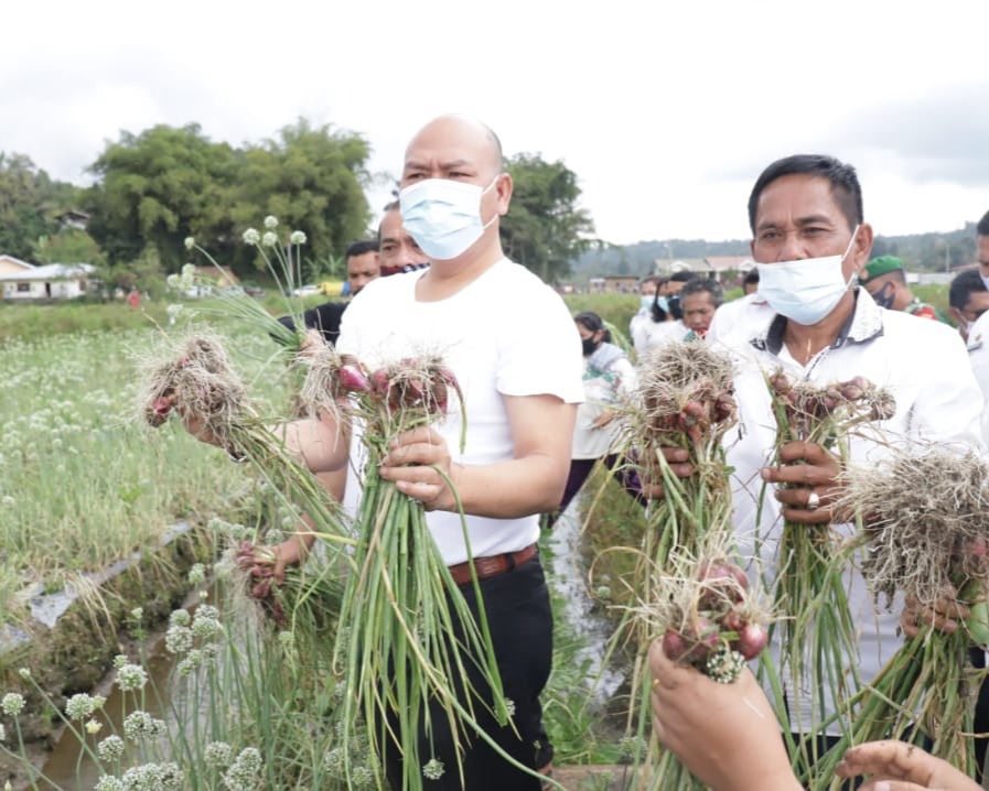 Bupati Taput Panen Perdana Bawang Merah di Desa Simanungkalit Kecamatan Sipoholon