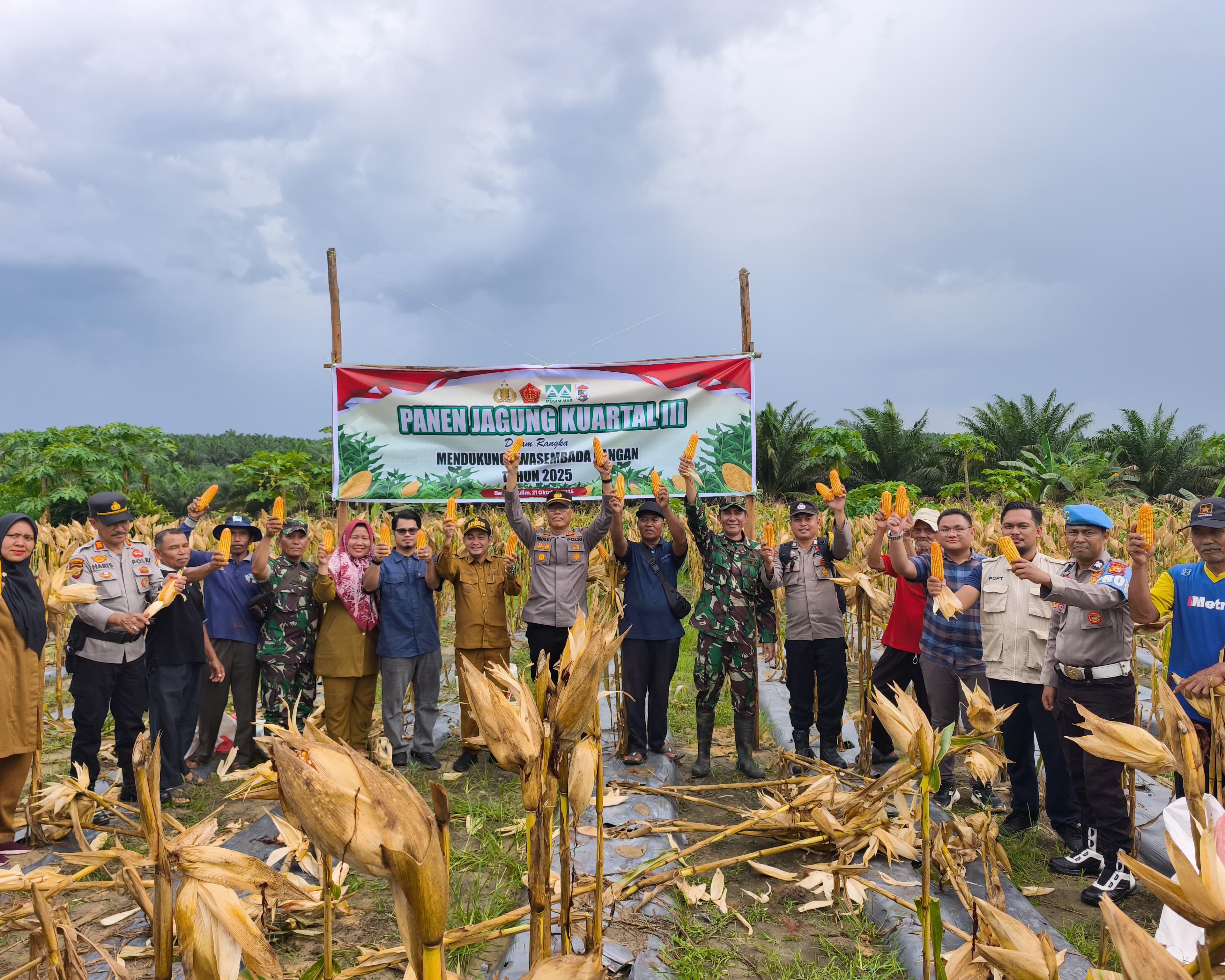 Dukung Swasembada Pangan, PT Musim Mas Panen Jagung Bersama Kelompok Tani Dan Upika Pangkalan Kuras