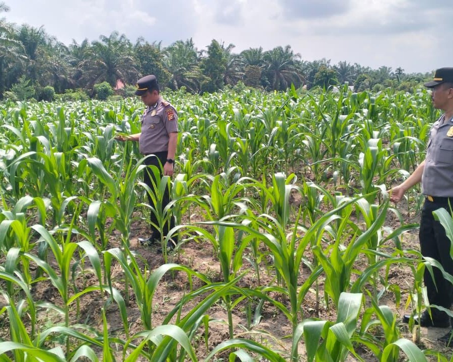Polsek Ukui Monitoring Lahan Jagung Program Asta Cita 3 Ha di Desa Air Hitam