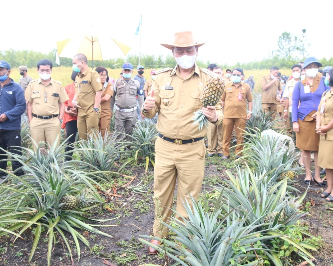 Bupati Taput Panen Perdana Padi Gogo di Dusun Sosor Napa Sabungan Ni Huta IV  Sipahutar