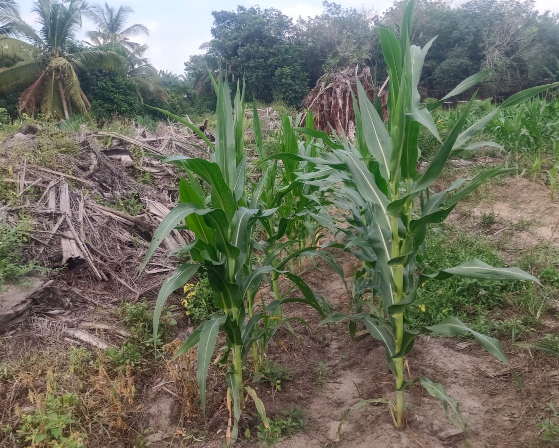 Bhabin Kampung Baru Cek Jagung TKD Ukui Agar Tetap Optimal Untuk Menjamin Ketahanan Pangan